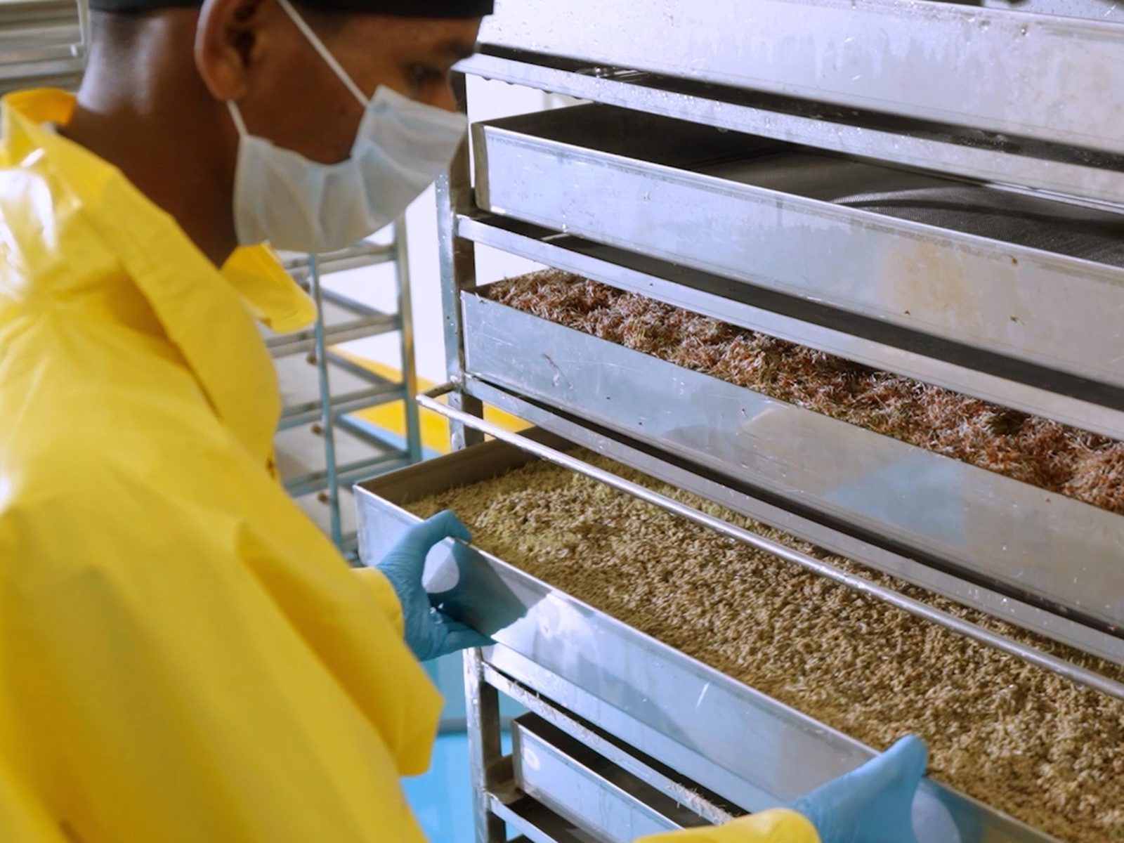 Germination trays held under controlled humidity and airflow